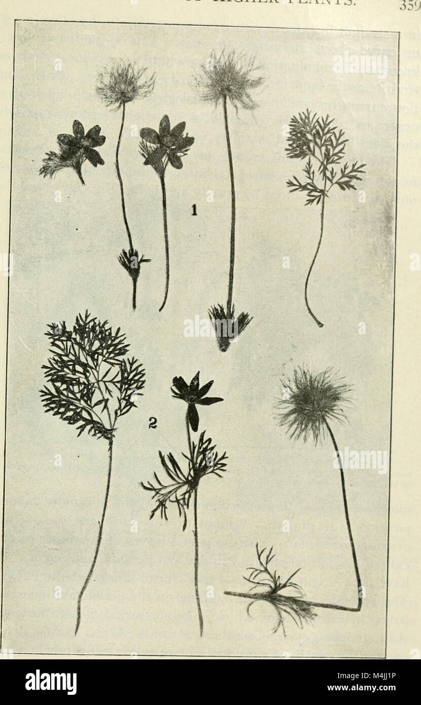 This textbook covers applied botany with a focus on economic uses ...
