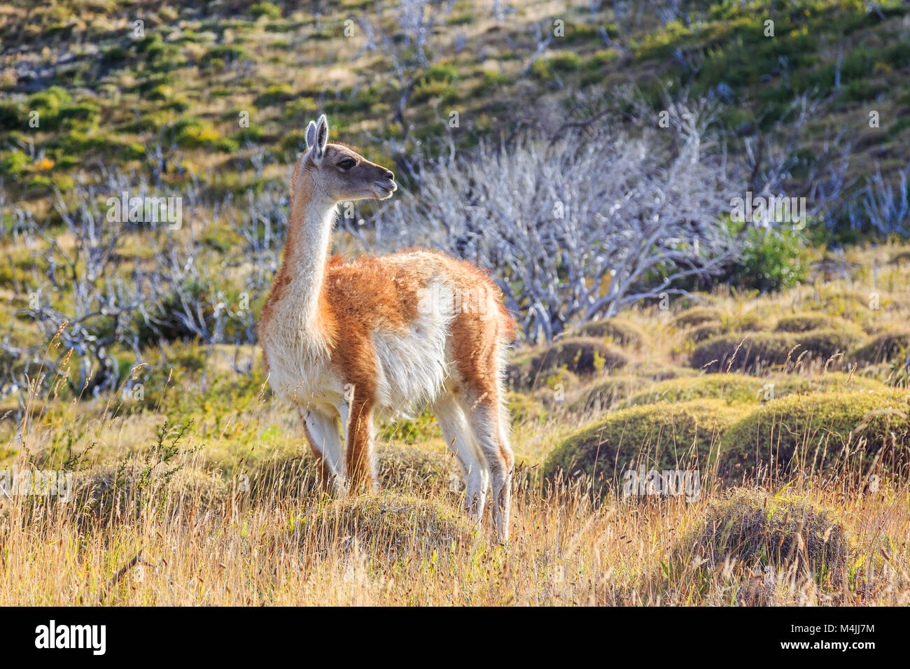 Guanaco at Torres Del Paine National Park, Chile. Stock Photo