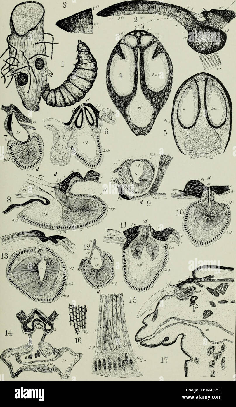 Aquatic insects in New York State (1903) (19558853148 Stock Photo Alamy