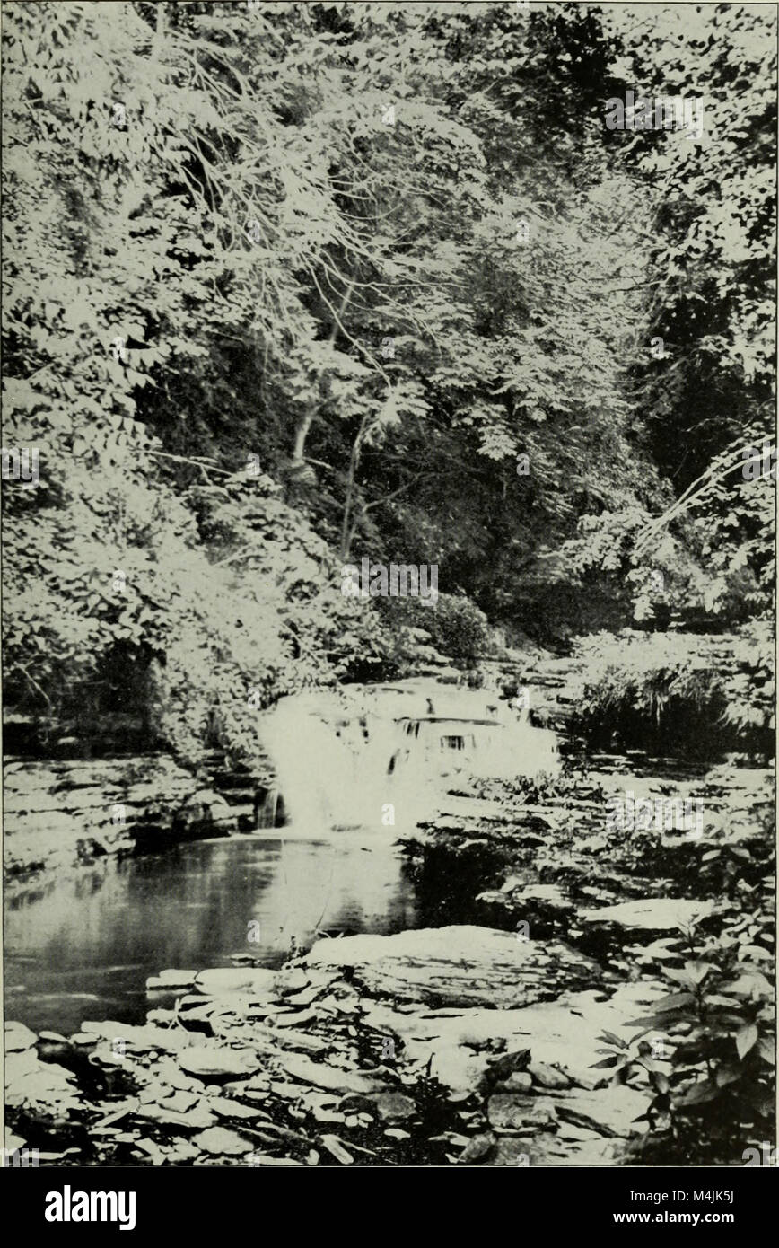 Aquatic insects in New York State (1903) (19558865538 Stock Photo Alamy