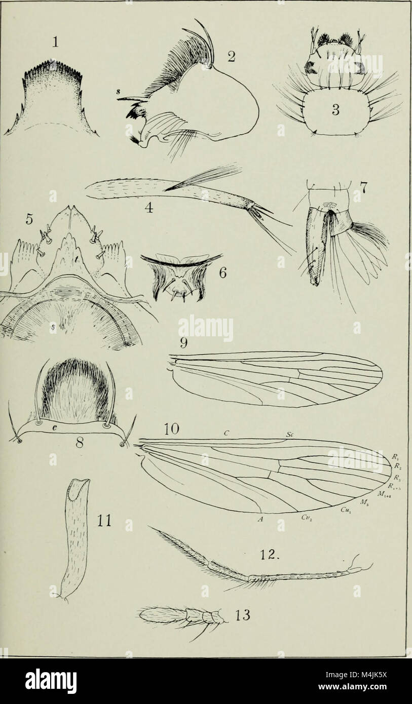 Aquatic insects in New York State (1903) (19560340959 Stock Photo Alamy