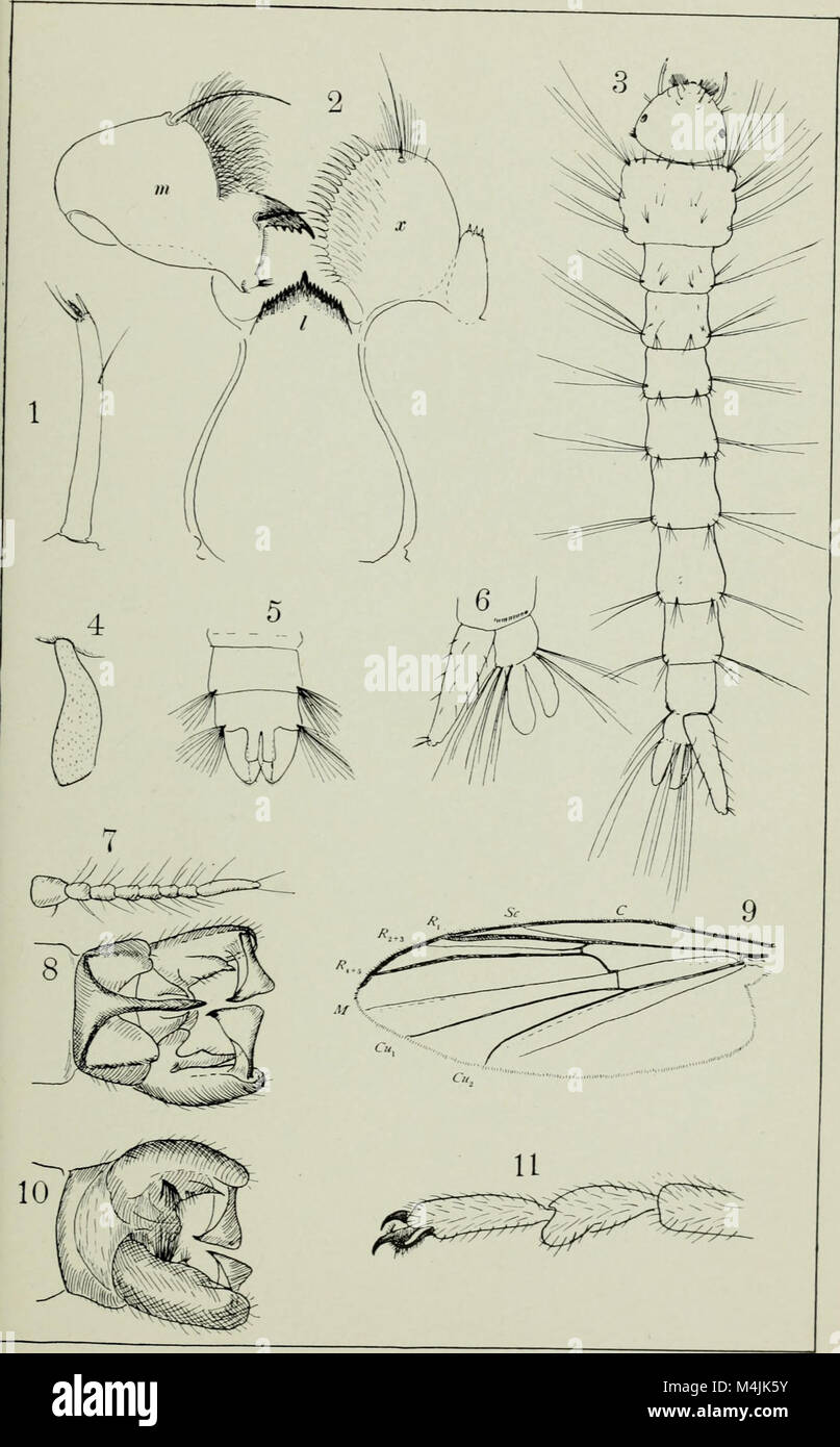 Aquatic insects in New York State (1903) (19560353829 Stock Photo Alamy