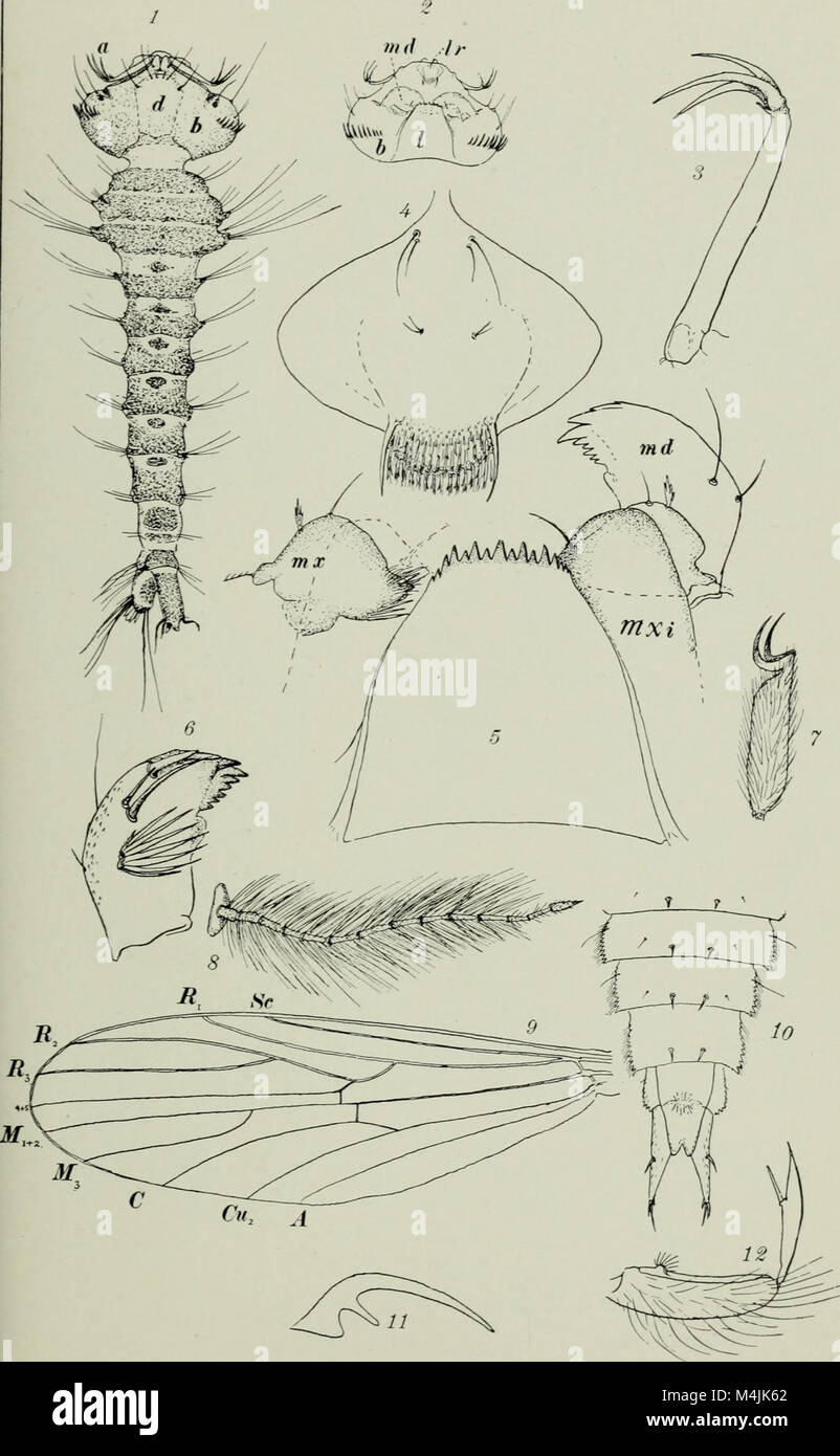 Aquatic insects in New York State (1903) (19720751716 Stock Photo Alamy