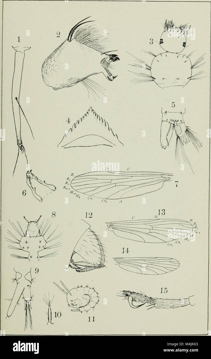 Aquatic insects in New York State (1903) (19720785576 Stock Photo Alamy