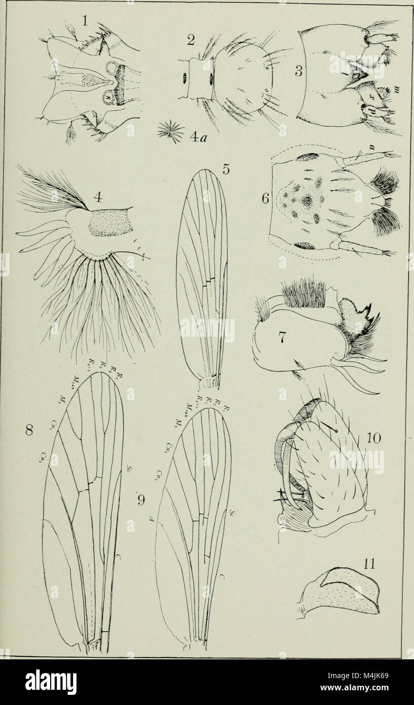 Aquatic insects in New York State (1903) (19739720572 Stock Photo Alamy