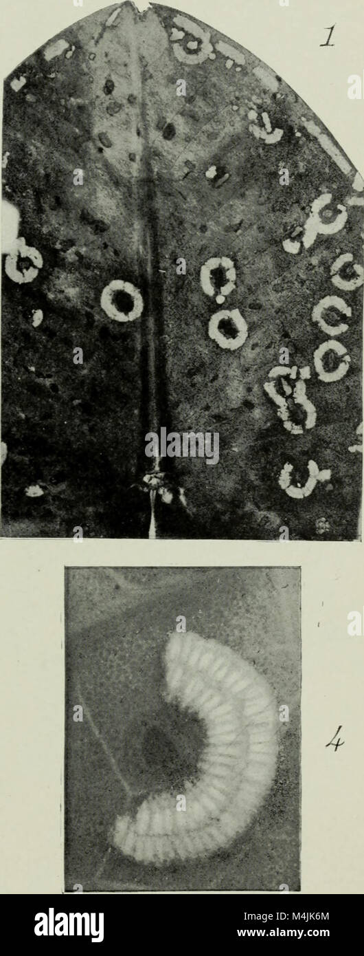 Aquatic insects in New York State (1903) (19751528931 Stock Photo Alamy