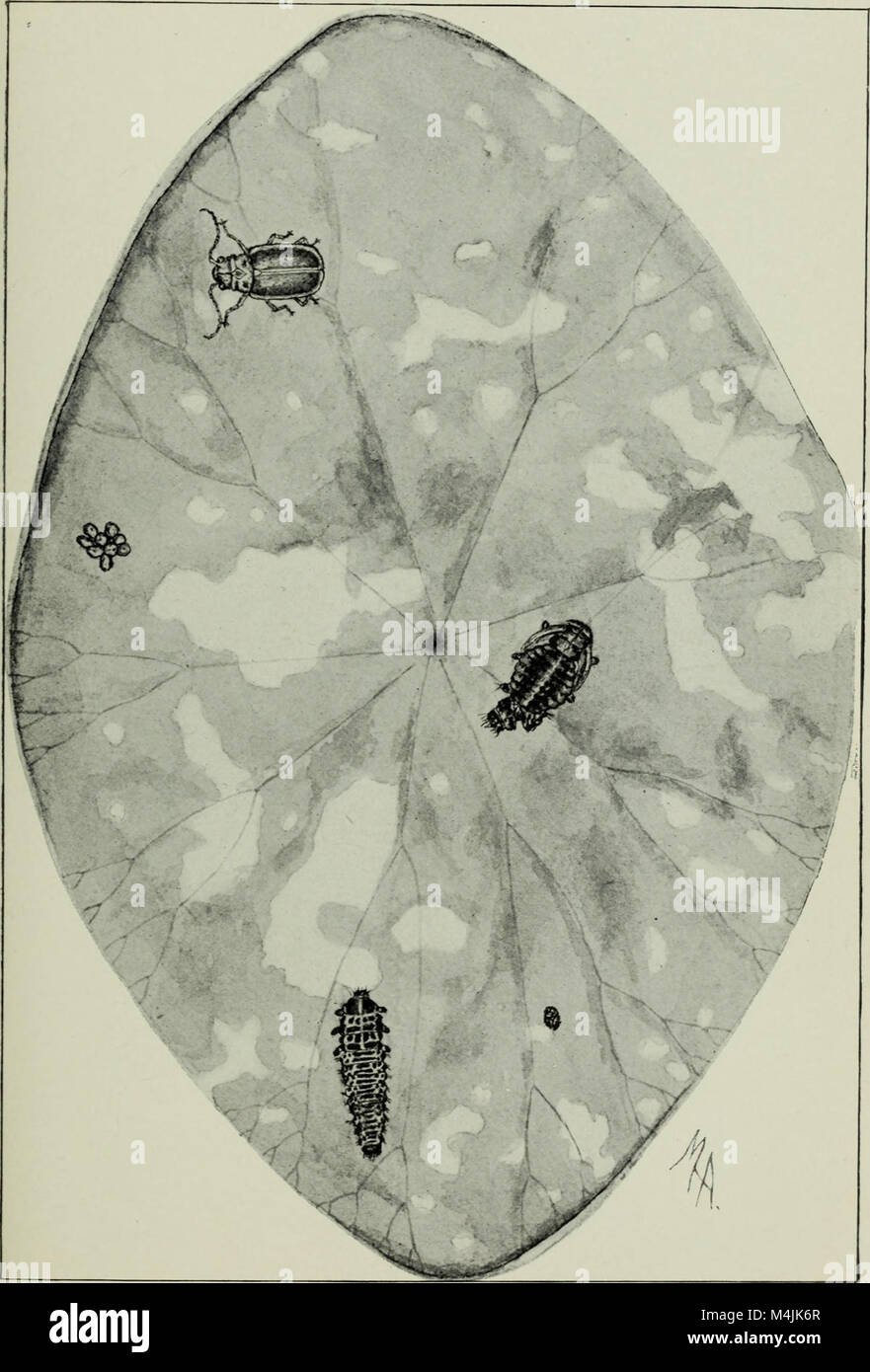 Aquatic insects in New York State (1903) (19751566261 Stock Photo Alamy