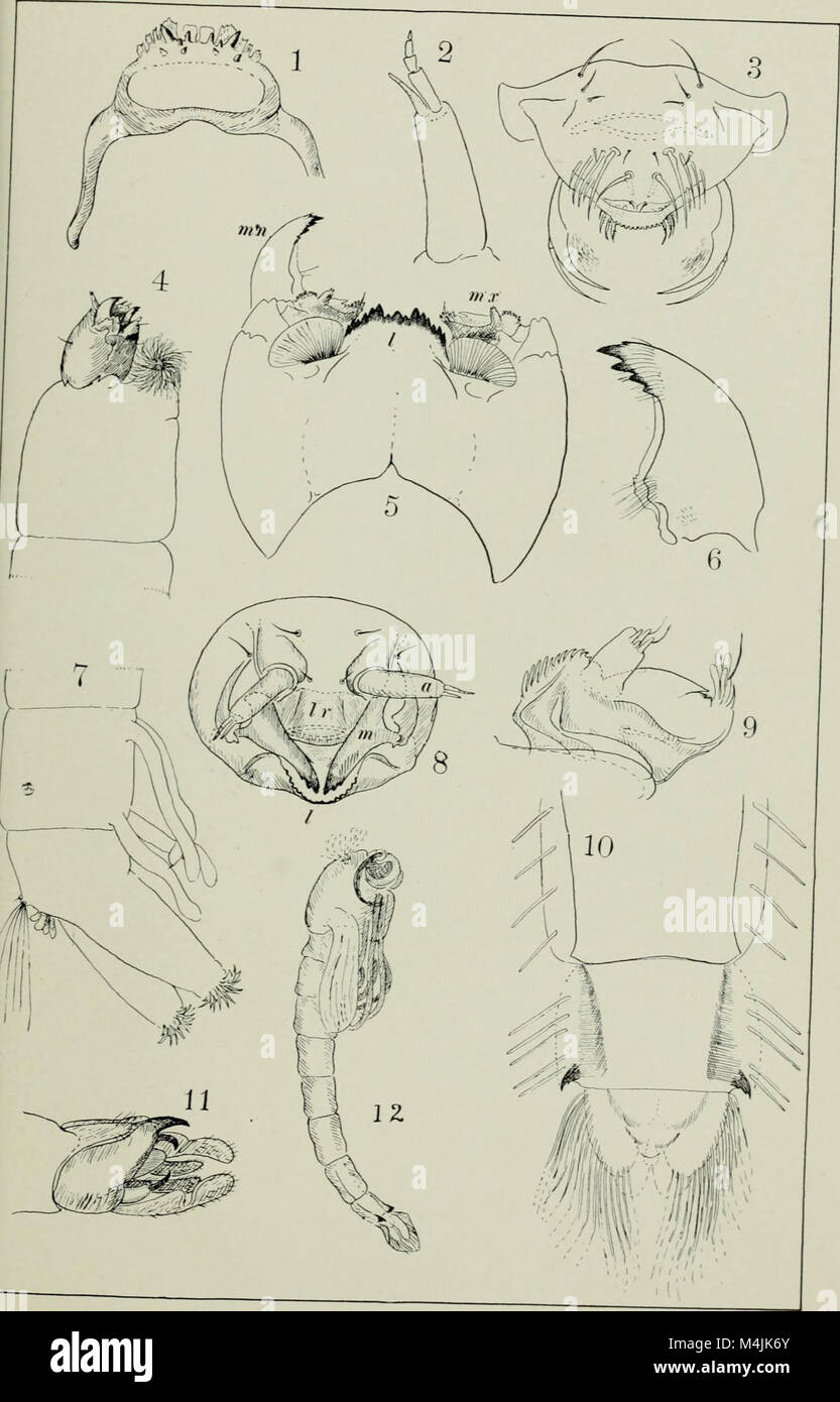 Aquatic insects in New York State (1903) (19751655441 Stock Photo Alamy