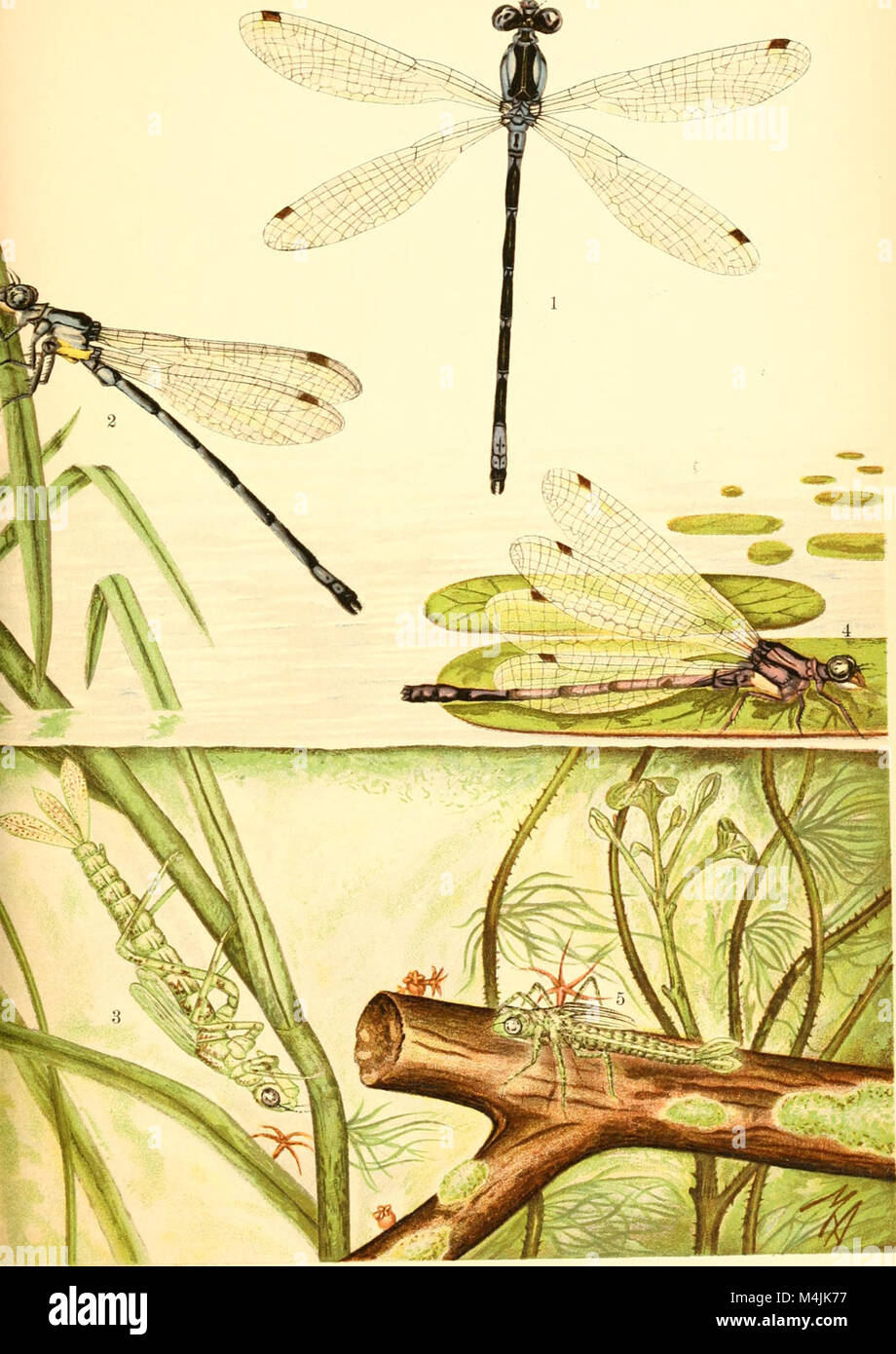 Aquatic insects in New York state a study conducted at the