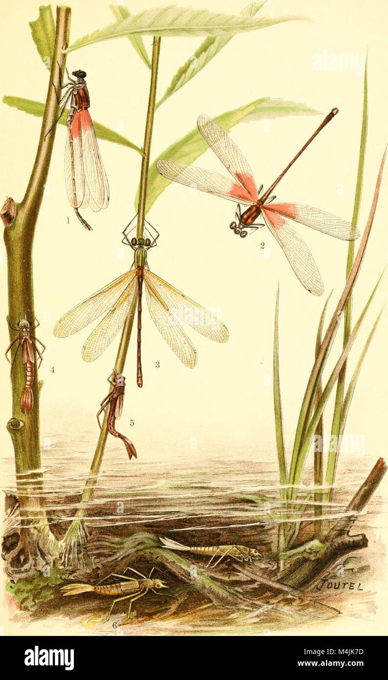 Aquatic insects in New York state a study conducted at the