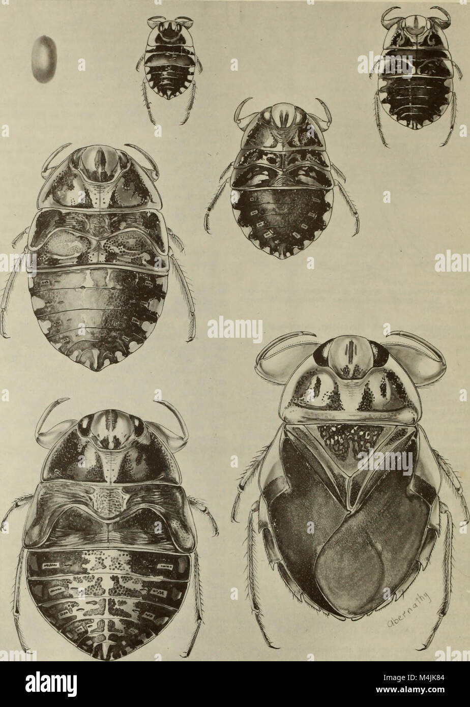 Aquatic insects of California, with keys to North American genera and