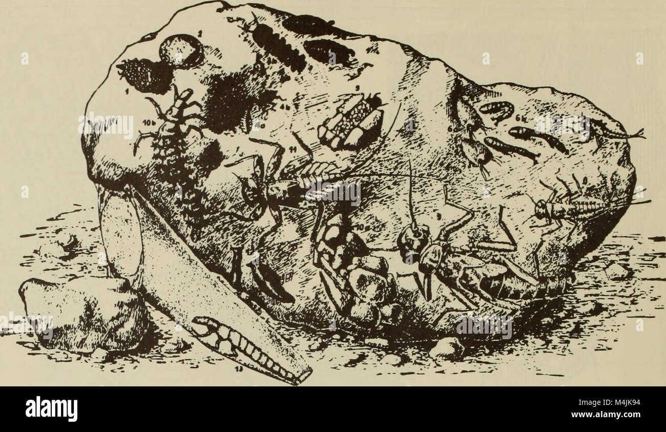 Aquatic insects of California, with keys to North American genera and