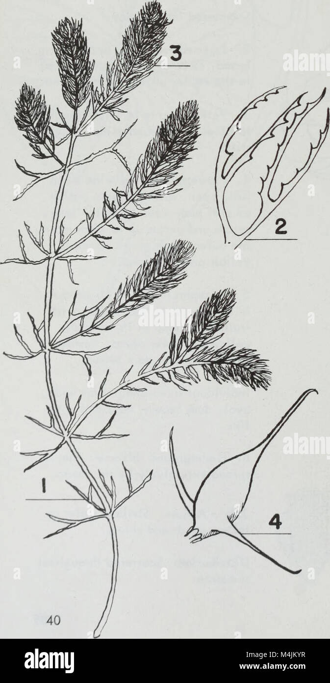 Aquatic plants of Illinois; an illustrated manual including species