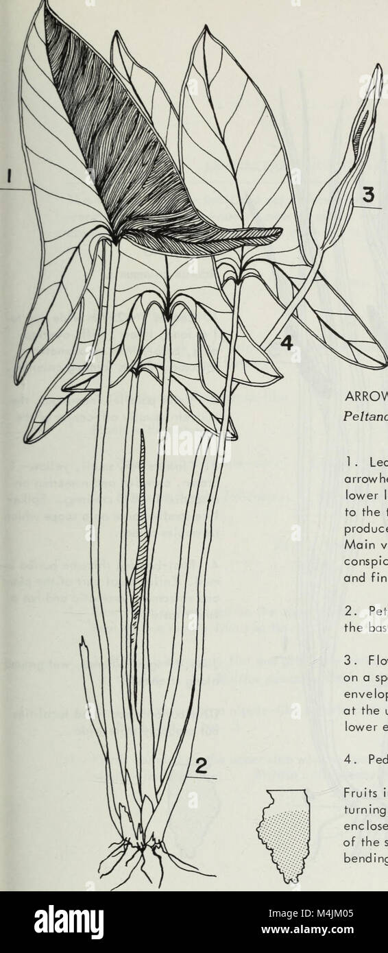 Aquatic plants of Illinois; an illustrated manual including species