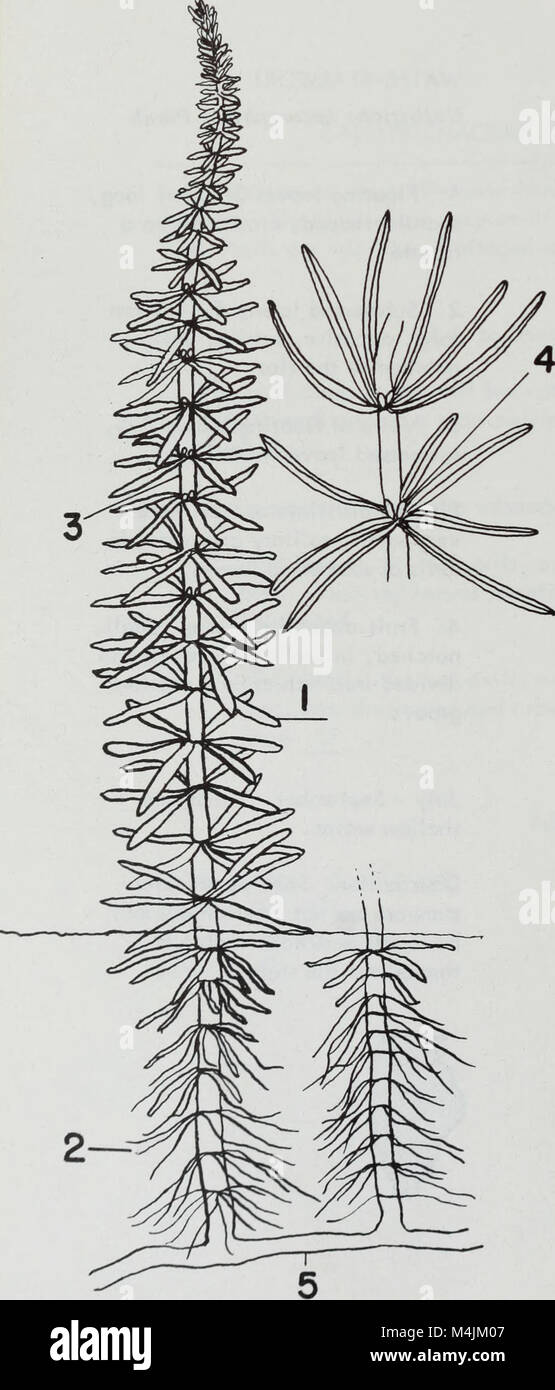 Aquatic plants of Illinois; an illustrated manual including species