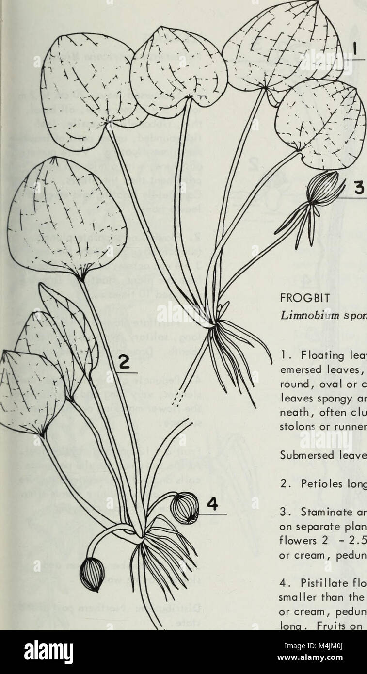 Aquatic plants of Illinois; an illustrated manual including species