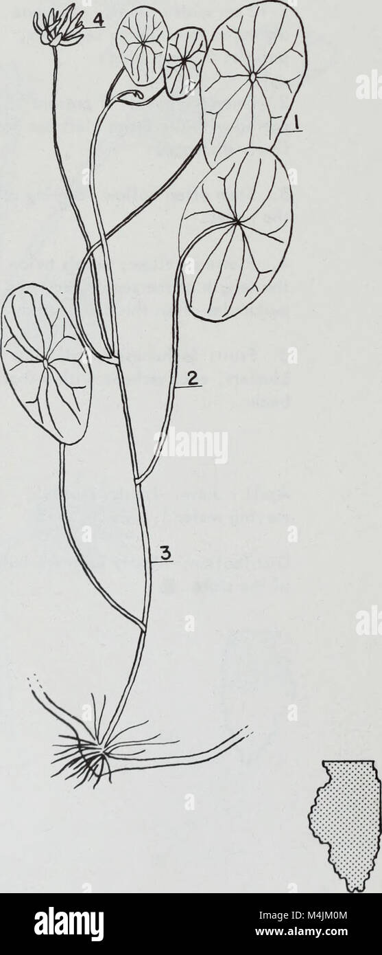 Aquatic plants of Illinois; an illustrated manual including species