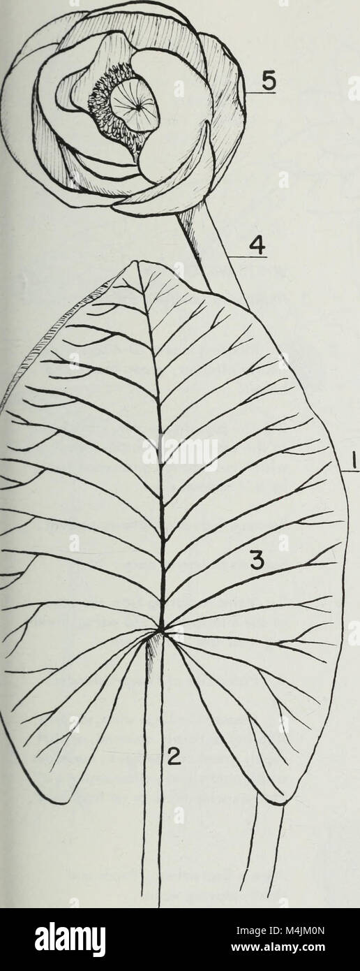 Aquatic plants of Illinois; an illustrated manual including species