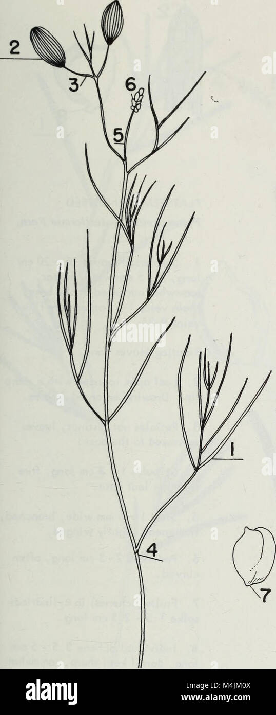 Aquatic plants of Illinois; an illustrated manual including species
