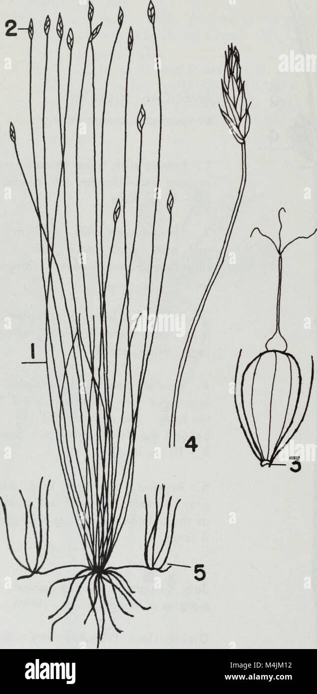 Aquatic plants of Illinois; an illustrated manual including species