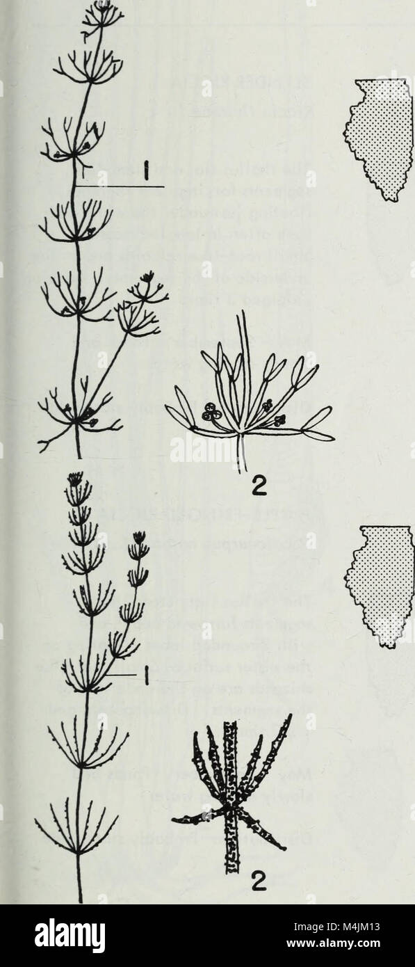 Aquatic plants of Illinois; an illustrated manual including species