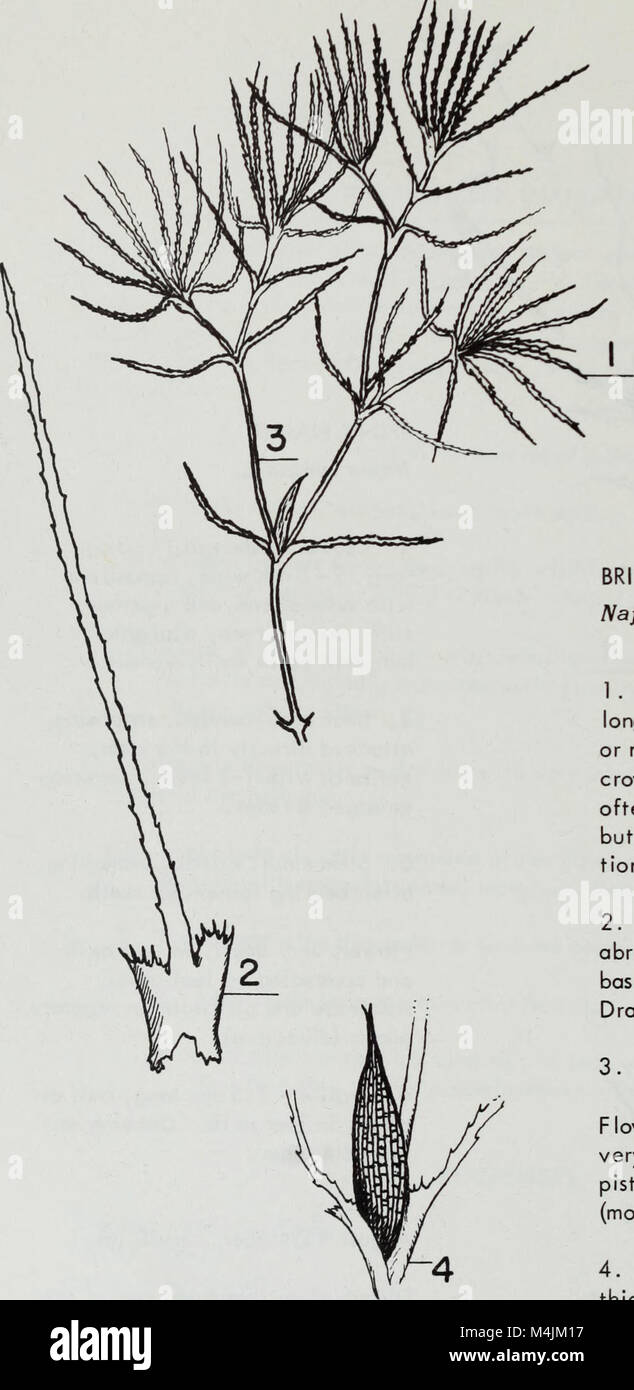Aquatic plants of Illinois; an illustrated manual including species