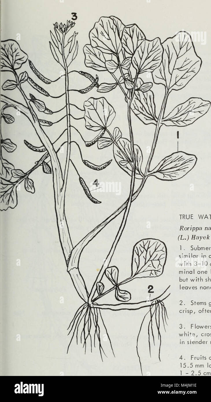 Aquatic plants of Illinois; an illustrated manual including species