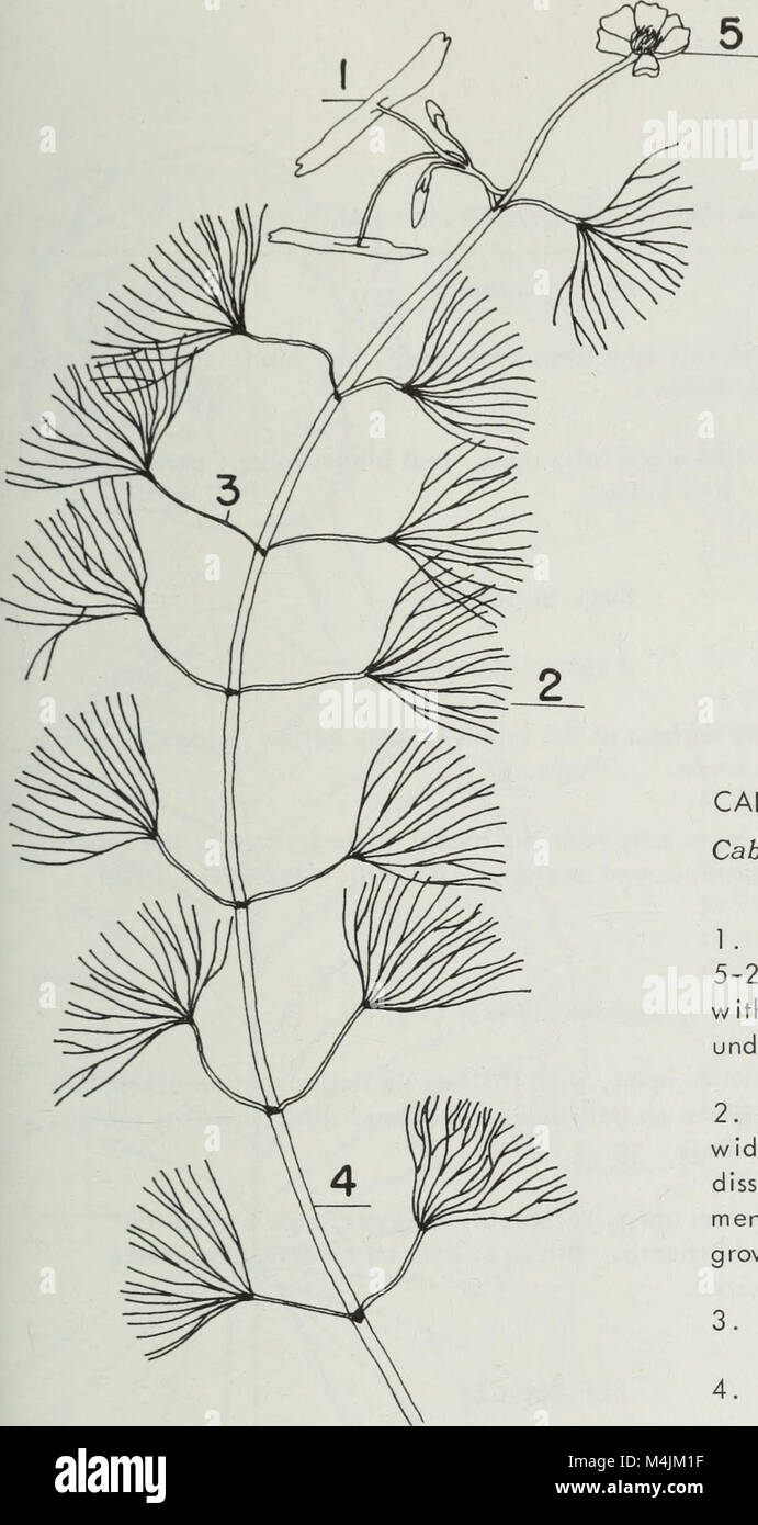 Aquatic plants of Illinois; an illustrated manual including species