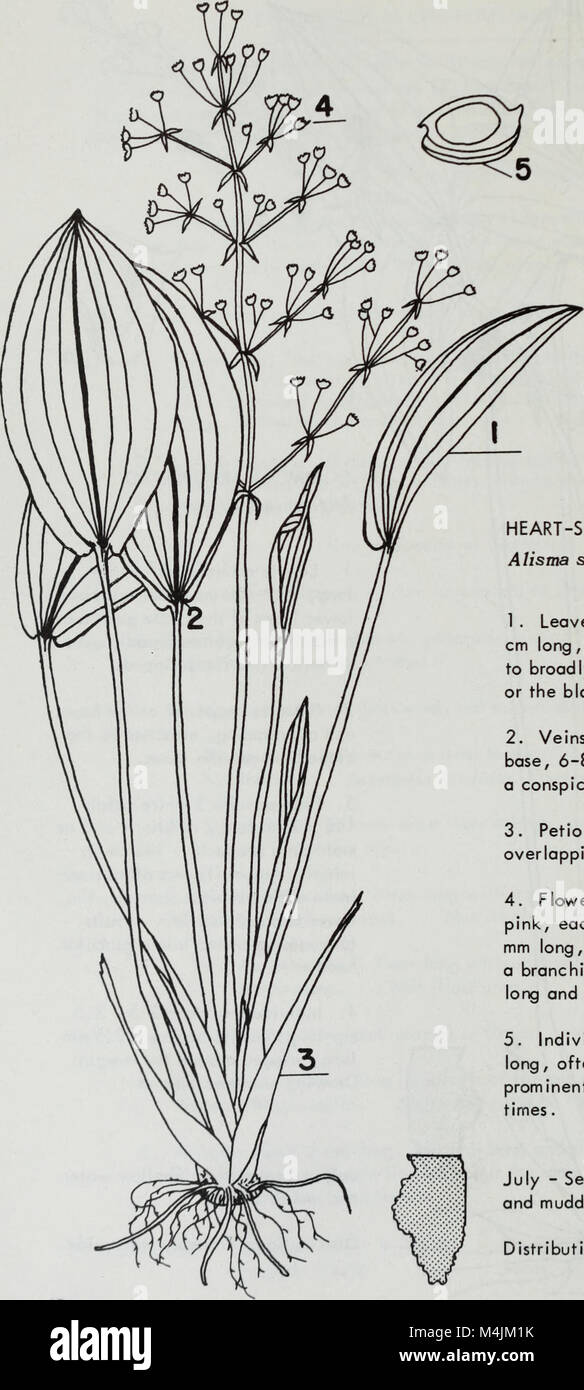 Aquatic plants of Illinois; an illustrated manual including species