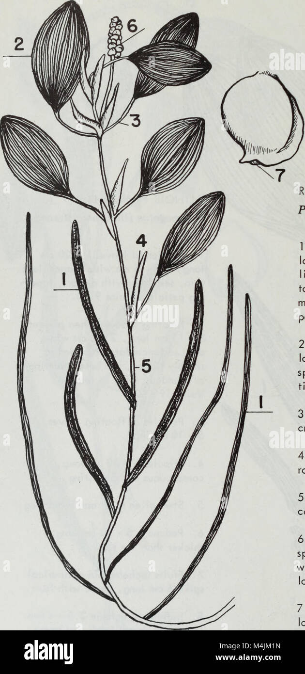 Aquatic plants of Illinois; an illustrated manual including species