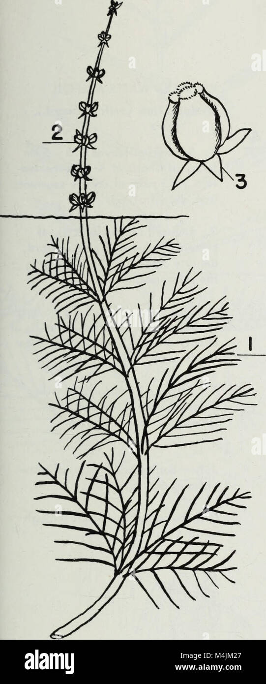Aquatic plants of Illinois; an illustrated manual including species