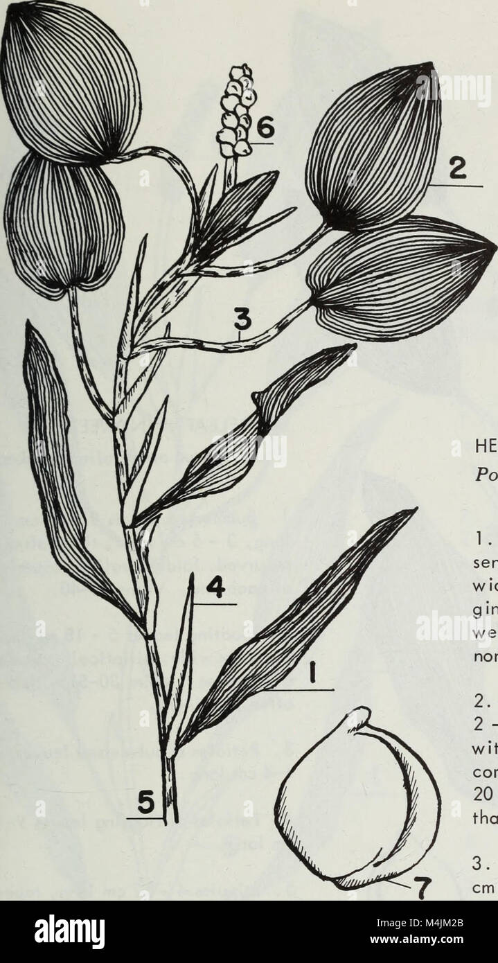 Aquatic plants of Illinois; an illustrated manual including species