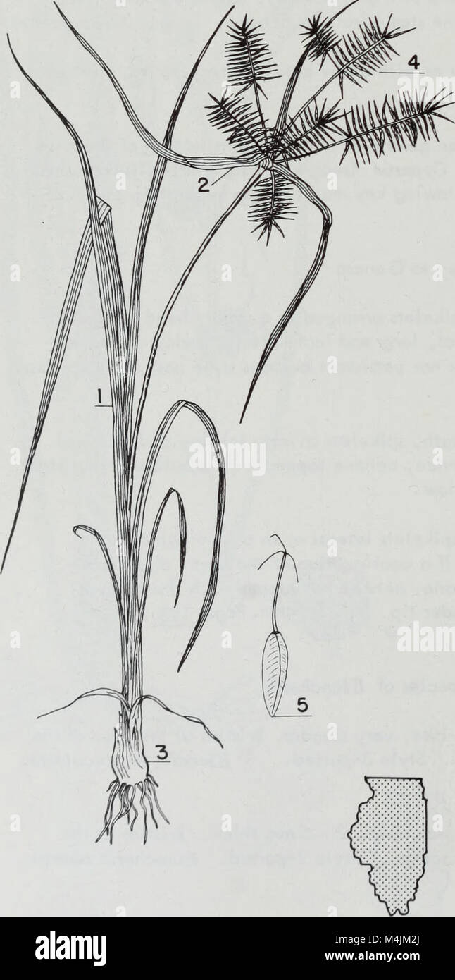 Aquatic plants of Illinois; an illustrated manual including species