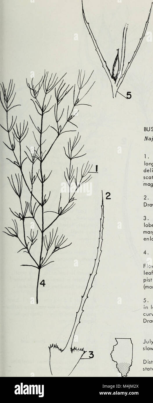 Aquatic plants of Illinois; an illustrated manual including species