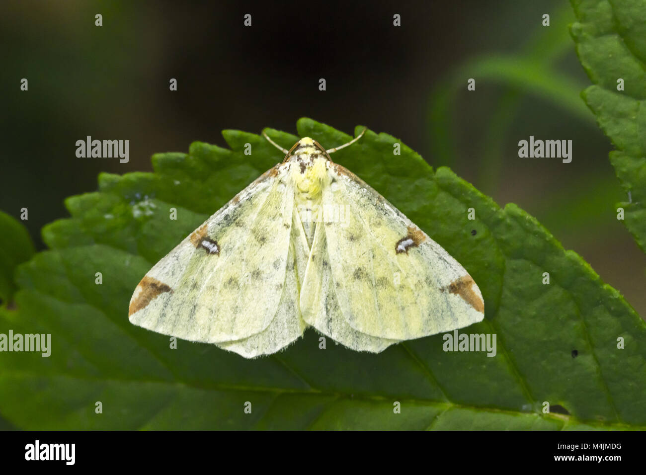 Brimstone moth (Opisthograptis luteolata) Stock Photo