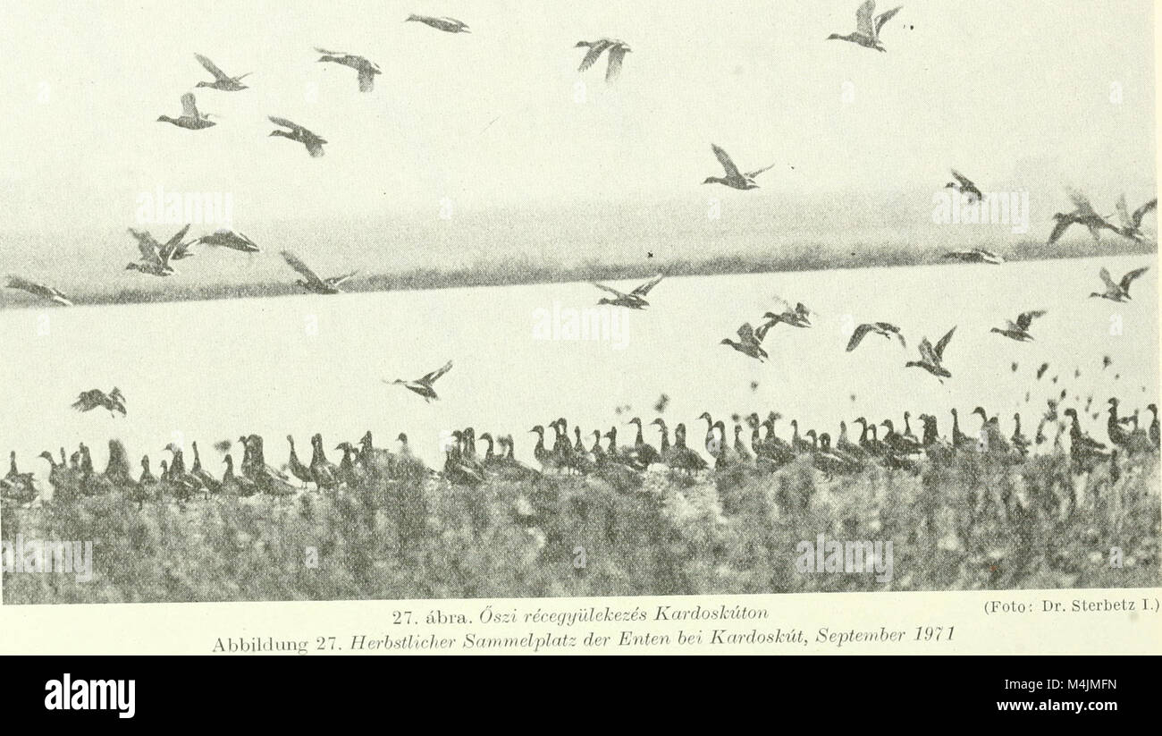 Aquila (1971) (19722244906 Stock Photo Alamy