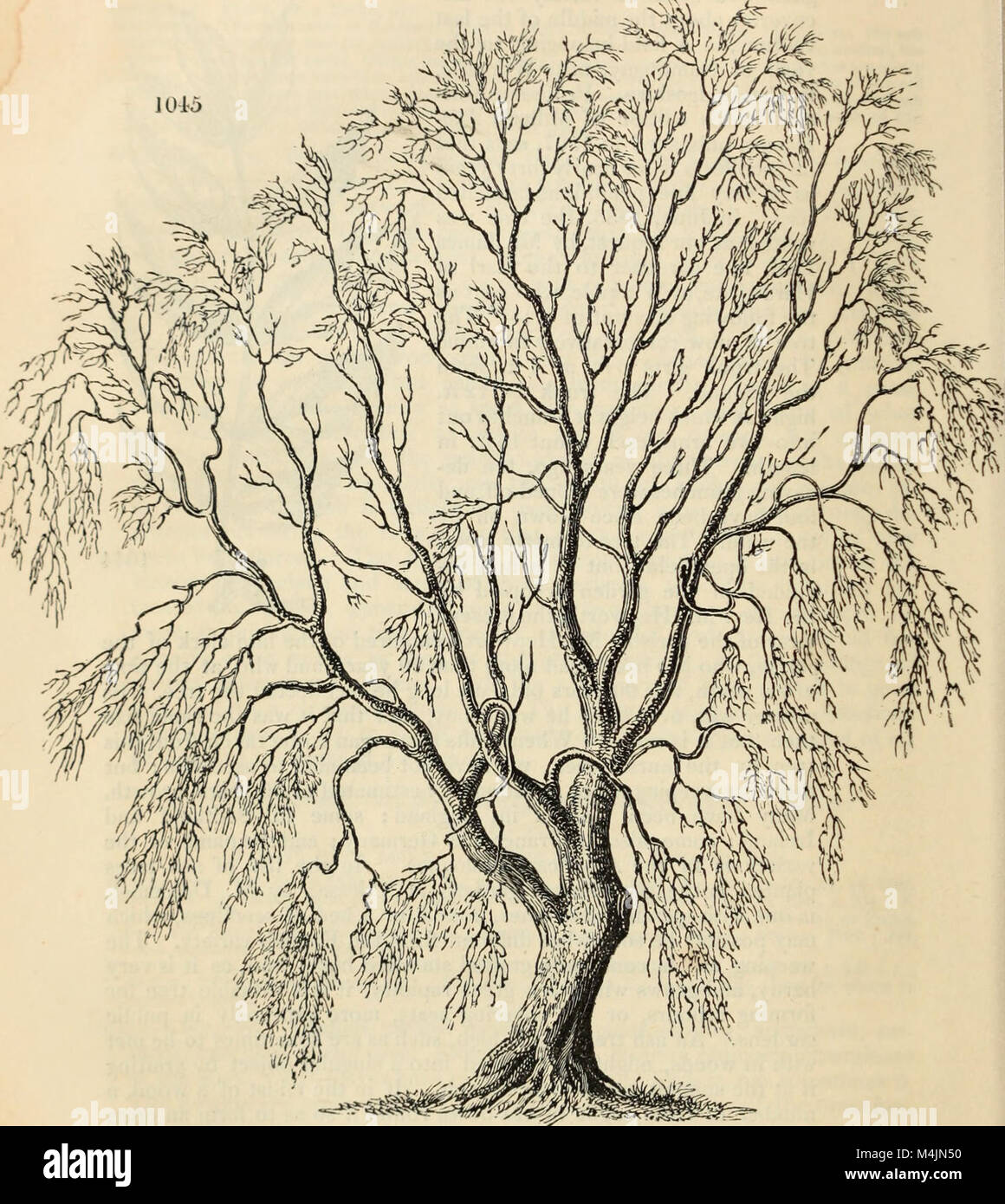 Identification Guide To The Non-Native Invasive Plants Of Britain And - Foto 7