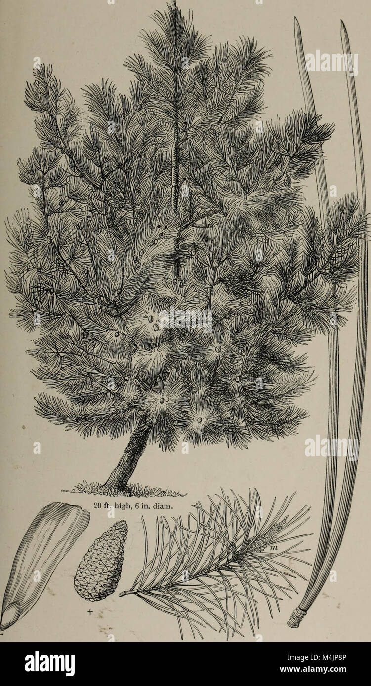 Arboretum et fruticetum Britannicum - Pinus pinaster (19127275304) Stock Photo