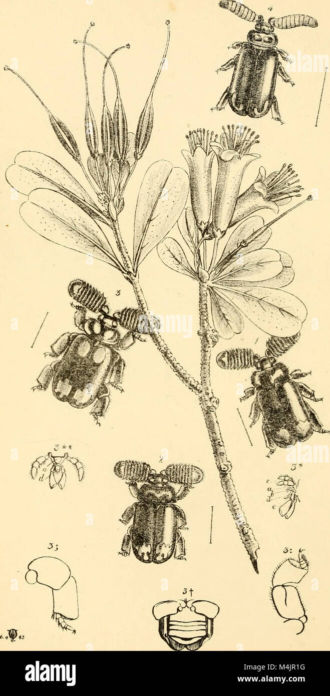 Arcana Entomologica, published in 1841, showcases detailed ...