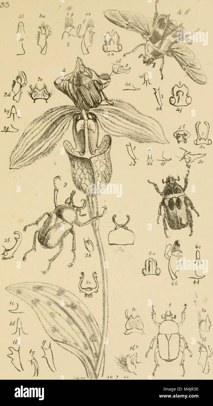 *Arcana Entomologica* (1845) showcases rare and newly discovered insect ...