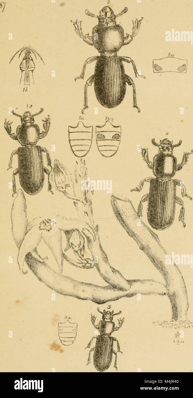 'Arcana Entomologica' (1845) offers detailed illustrations and ...