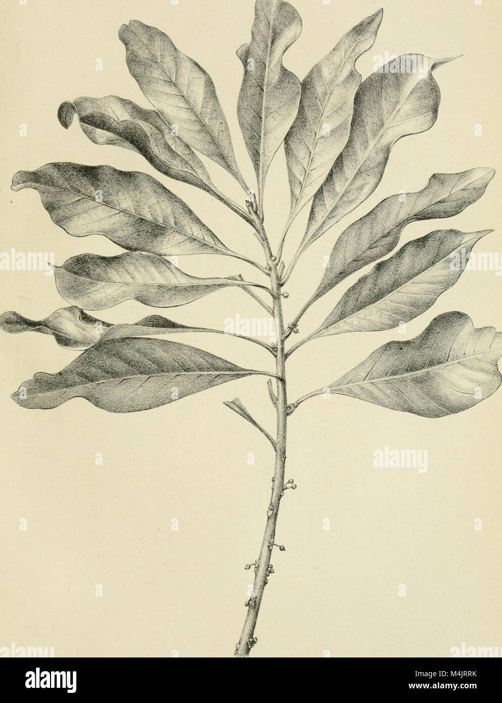 'Annales du Jardin botanique de Buitenzorg' (1840-1844) is a scientific ...