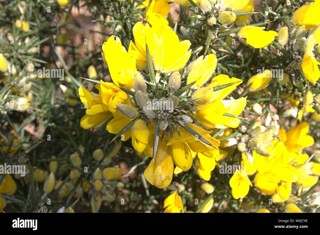 Gorse Bush (Ulex) coming into flower. Stock Photo