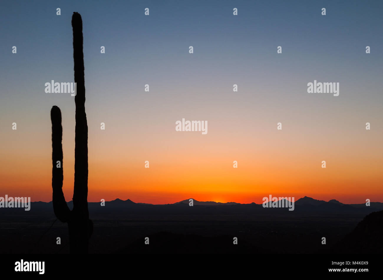 Large Saguaro cactus and mountains in silhouette after sunset, Saguaro National Park, Sonoran Desert, Arizona, USA Stock Photo