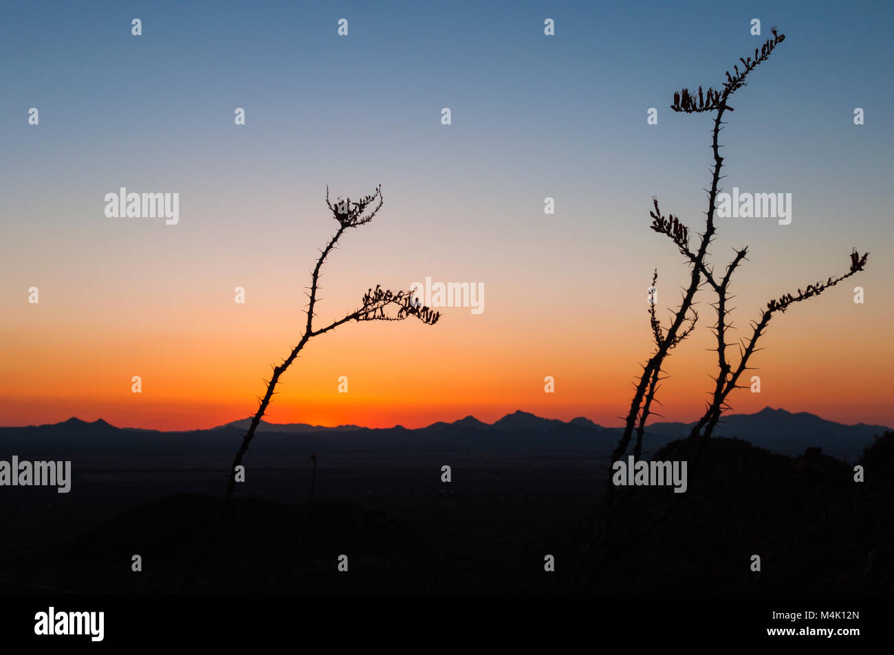 Ocotillo Plants and mountains in silhouette after sunset, Saguaro National Park, Sonoran Desert, Arizona, USA Stock Photo