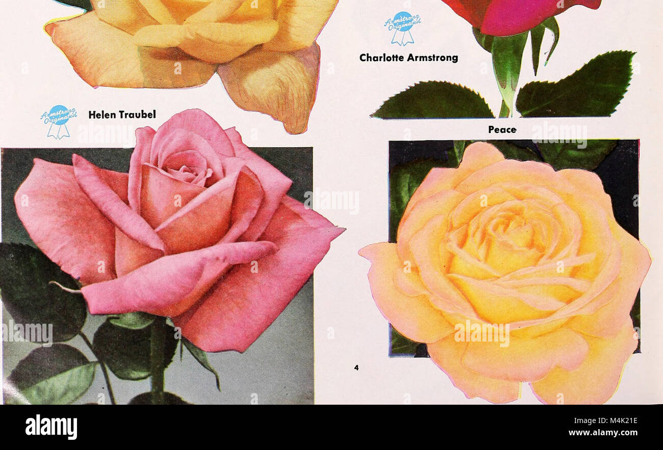 Armstrong Nurseries (1952) (20148381729 Stock Photo - Alamy