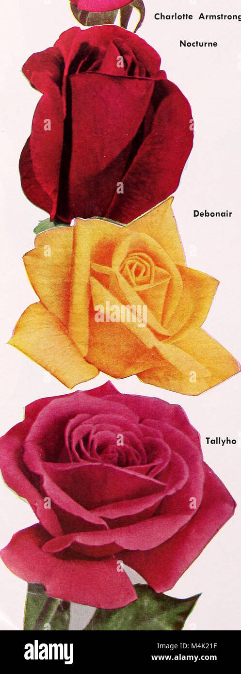 Armstrong Nurseries was a horticultural company in 1952 known for its ...