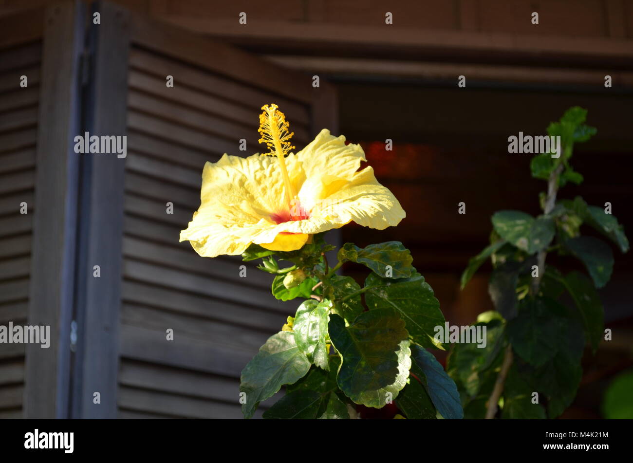 A stunning yellow Hibiscus, blooms just outside of a window with wooden shutters, on a beautiful hot tropical day in Hawaii Stock Photo