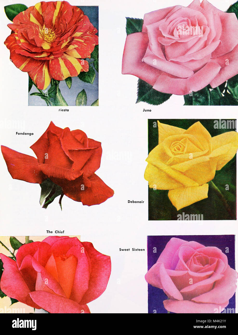 This 1953 catalog from Armstrong Nurseries presents various plants ...