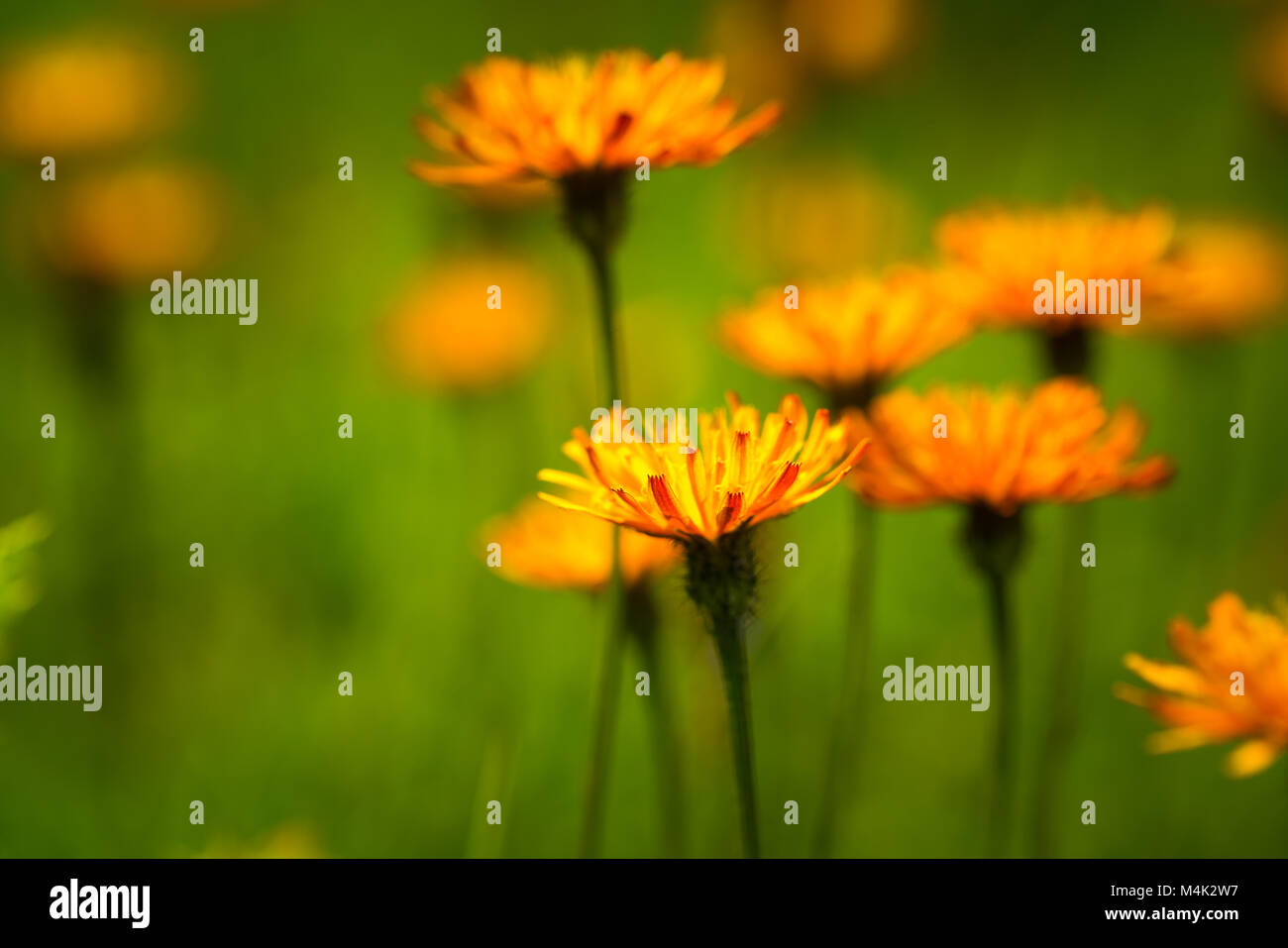 Crepis alpina - Abstract background of Alpine flowers. National Nature Park Tre Cime In the Dolomites Alps. Beautiful nature of Italy. Stock Photo